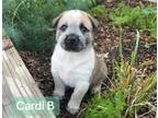 Adopt CARDI B a Labrador Retriever, Mixed Breed