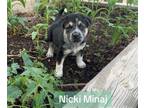 Adopt NICKI a Labrador Retriever, Mixed Breed