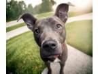 Adopt JUNIE* a Pit Bull Terrier, Mixed Breed
