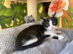 Adopt PENNY a Domestic Short Hair