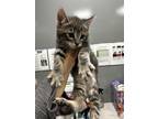 Adopt SMOOTHIE a Domestic Short Hair