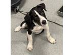 Adopt ELLE a Border Collie, Mixed Breed