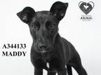 Adopt MADDY a Labrador Retriever, Mixed Breed
