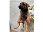 Adopt RILEY a Labrador Retriever, Mixed Breed