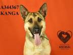 Adopt KANGA a German Shepherd Dog
