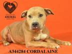 Adopt CORDALAINE a Pit Bull Terrier