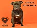 Adopt MUNCHKIN a Shar-Pei