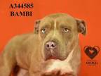 Adopt BAMBI a Pit Bull Terrier