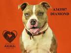 Adopt DIAMOND a Pit Bull Terrier