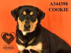 Adopt COOKIE a Rottweiler, Mixed Breed