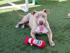 Adopt SUNSET a Pit Bull Terrier