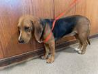 Adopt A514668 a Beagle, Mixed Breed