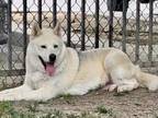 Adopt Dog a Siberian Husky