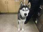 Adopt Dog a Siberian Husky