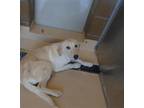 Adopt Dog a Labrador Retriever, Mixed Breed