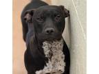 Adopt Dog a Pit Bull Terrier, Mixed Breed