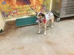 Adopt Dog a English Coonhound