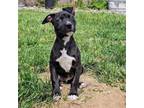 Adopt Penny a Mixed Breed