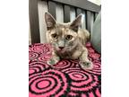 Adopt Daisy a Domestic Short Hair