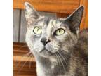 Adopt Twinkle a Domestic Short Hair