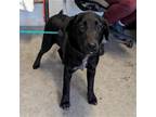 Adopt PEACHES a Labrador Retriever