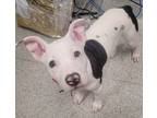 Adopt FAITH a Dogo Argentino, Pit Bull Terrier