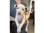 Adopt FAITH a Dogo Argentino, Pit Bull Terrier