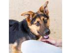 Adopt WILMA a German Shepherd Dog