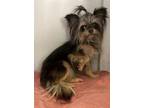 Adopt OLIVE a Yorkshire Terrier