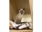 Adopt BONNIE a Siamese