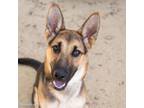 Adopt CHIVA a German Shepherd Dog