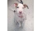 Adopt SADIE a Dogo Argentino, Pit Bull Terrier