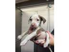 Adopt WISH a Dogo Argentino, Pit Bull Terrier