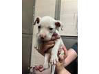 Adopt ZOEY a Dogo Argentino, Pit Bull Terrier