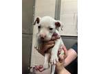 Adopt HOPE a Dogo Argentino, Pit Bull Terrier