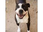Adopt DROP a Pit Bull Terrier, Mixed Breed