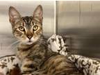 Adopt CHANEL N*5 a Domestic Short Hair