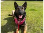 Adopt ELIZA a Dutch Shepherd, Mixed Breed