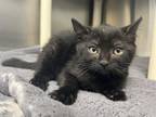 Adopt LUNA a Domestic Short Hair