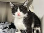 Adopt SPRINKLES a Domestic Short Hair