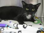 Adopt CLAIRE a Domestic Short Hair