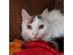 Adopt Pebbles a Domestic Medium Hair