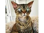 Adopt Rue a Devon Rex