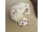 Adopt Tink a Devon Rex