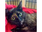 Adopt Elphaba a Domestic Short Hair, Tortoiseshell