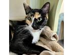 Adopt Mary-Kate a Domestic Short Hair, Calico