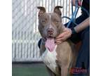 Adopt HONEY a Pit Bull Terrier, Mixed Breed