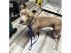 Adopt HONEY a Pit Bull Terrier, Mixed Breed