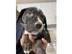 Adopt SWEETIE a Pit Bull Terrier, Mixed Breed
