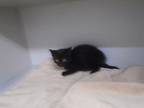 Adopt SHADOW a Domestic Short Hair